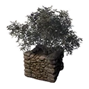 olivenbaum stamm kaufen Olivenbaum – Olea europaea ‘Tusco’ (Classico)