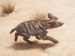 Striped Hyena Cub