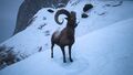 Mountain goat.jpg