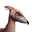 Icon pet JungleBird Pink.png