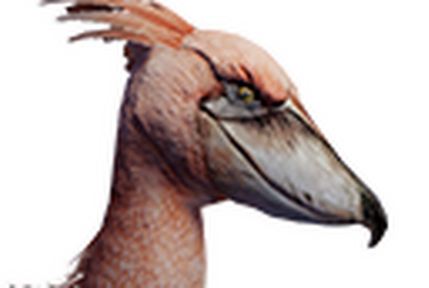 Shoebill (Variant B) - Official Conan Exiles Wiki