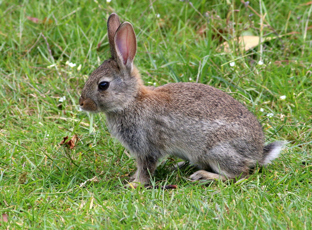 Американские кролики (Sylvilagus) LifeCatalog