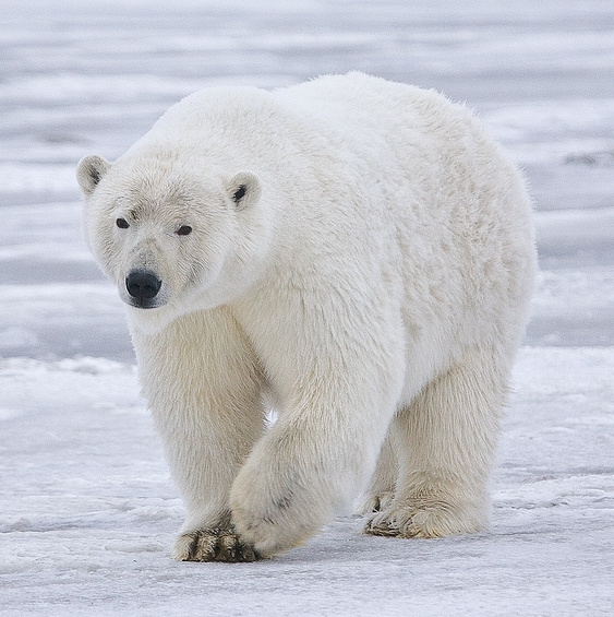 The White Bear Chronicles