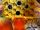 Wasp Hive
