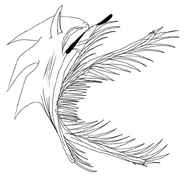 The Edition Opening the Mouth