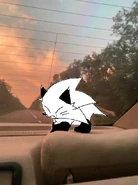 Snowy on car.png (810 KB) Snowy is in ur car >:3 (made on android)