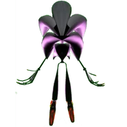 Bacteria sonics 3rd apperance