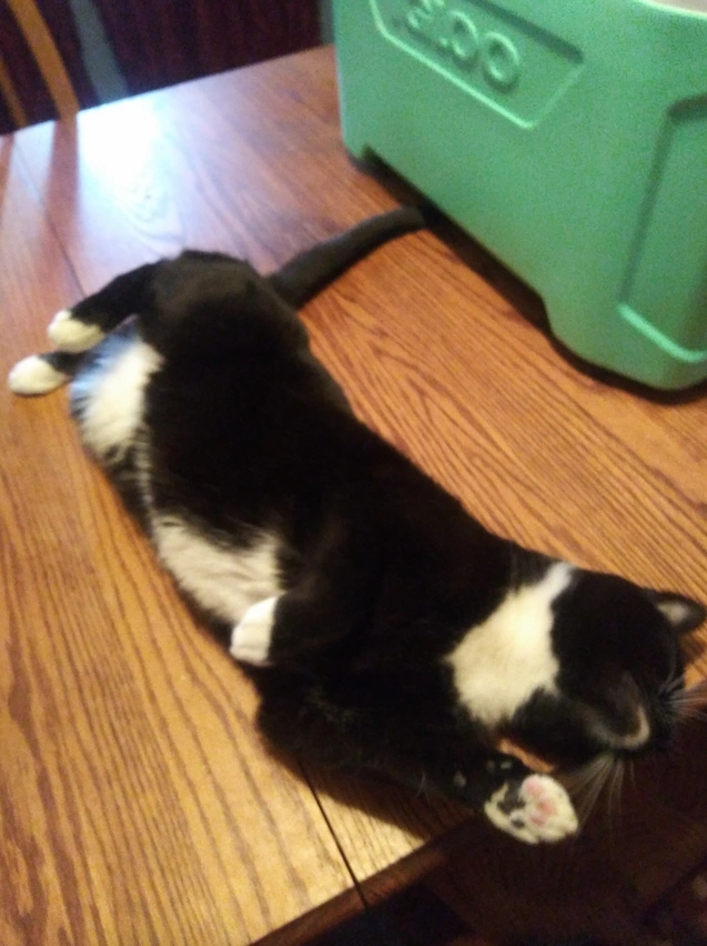 Cats | Continue/Stop/Rise Universe Wiki | Fandom