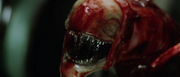 Chestburster - 01