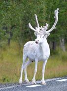 White moose