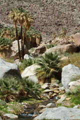 Borrego Palms Canyon Oasis
