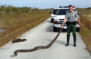 Florida Pythons