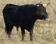 Isokyrian black bull