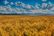 Pincher-creek-fields.jpg (103 KB) View of the Rocky Mountains from near Pincher Creek, Alberta