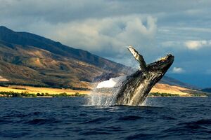 Humpback Whale UWA