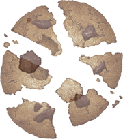 Brokencookie