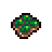 Ordinary Clover seed