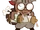 Skittish Adventurer Cookie