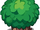 Shaggy Evergreen Tree