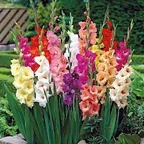 Gladiolus