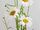Marguerite