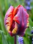 Rainbow Tulip