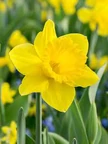 Daffodil