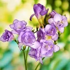 Freesia