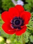 Anemone