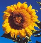 Giant Sunflower