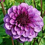 Dahlia
