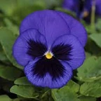 Pansy