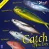 Fresh Fish