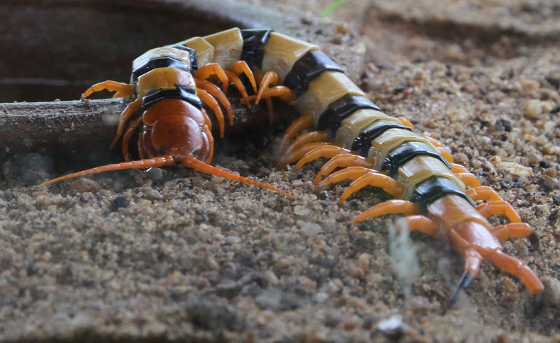 Scolopendra polymorpha. Тайская сколопендра. Сколопендра Калифорния. Сколопендра сейшельская.