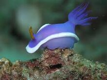 Seaslug