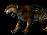 Thylacoleo