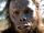 Homo rudolfensis