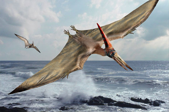 Pteranodon, Dinosaur Wiki