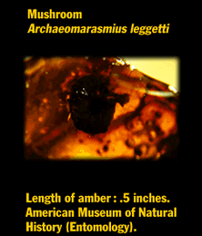 Archaeomarasmius