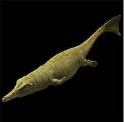 Metriorhynchus