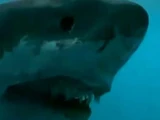 C. megalodon