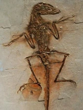 Sinornithosaurus-millenii-fossil-pic