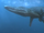 Pliosaurus