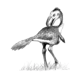 Andalgalornis1