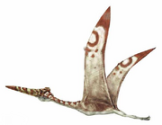 Hatzegopteryx