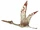 Hatzegopteryx