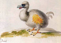 White dodo