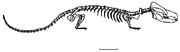 Oligokyphus-skel1