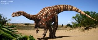 316px-Aardonyx celestae Csotonyi Bonnan.jpg
