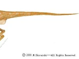 Lesothosaurus